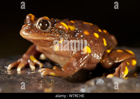 Chili Montagne faux crapaud (Telmatobufo venustus) Chili, janvier, espèce en voie de disparition Banque D'Images