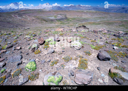 La flore alpine sur des pierres volcaniques, Altos de Lircay Réserve Nationale, Chili, janvier 2013 Banque D'Images