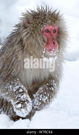 Macaque japonais (Macaca fuscata) en quête de nourriture dans la neige profonde, pattes avant recouvert de neige, Jigokudani, Japon, janvier Banque D'Images