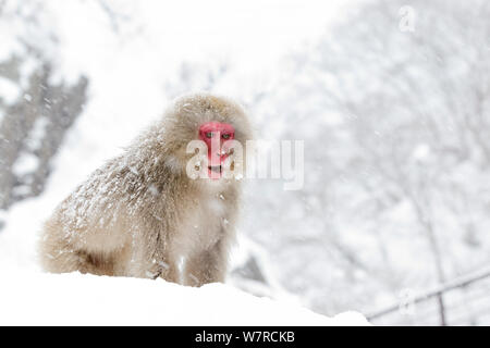 Macaque japonais (Macaca fuscata) sur le point d'observation, Jigokudani, Japon, janvier Banque D'Images