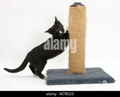 Le noir et blanc chaton mâle tuxedo, 'Tuxie' âgés de 3 mois, à l'aide d'un poteau de éraflure. Banque D'Images