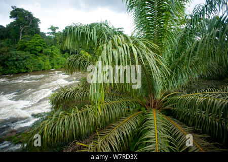 Ancienne huile abandonnés palmier (Elaeis guineensis), sur le bord de limites de la plantation, à l'orée de Parc National de Korup, Sud Ouest du Cameroun. Banque D'Images