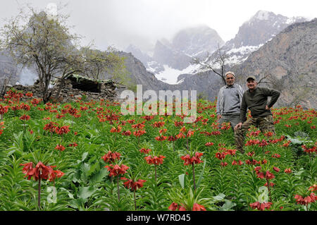 Guide tadjik avec Eric Dragesco photographe dans la région de Brown Bear (Ursus arctos) habitat avec de nombreux impériaux de la Couronne / Kaiser's crown (Fritillaria imperialis) fleurs, Dashti Jum Réserver, Tadjikistan, Avril 2012 Banque D'Images