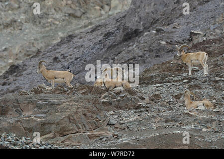 Urial de Ladakh (Ovis orientalis vignei) mâles avec les pies, Hemis, Shugpachan à une altitude de 3500m, Ladakh, Inde, espèces vulnérables Banque D'Images