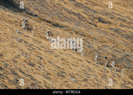 Tien Shan (Argali Ovis karelini) troupeau de mâles, Tien Shan, à une altitude de 4000m. Le Kirghizstan, septembre. Banque D'Images