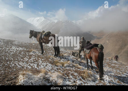 Les ânes et les guides en Tien Shan Argali (Ovis ammon) karelini Tien Shan. Altitude 4000m. Le Kirghizstan, Septembre 2011 Banque D'Images