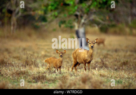 Cerf Calamian (axe calamaniensis) femmes et les jeunes, l'île de Calauit, Province de Palawan, Philippines. Et endémique en voie de disparition. Banque D'Images