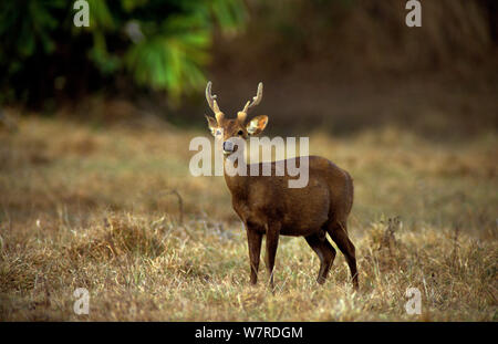 Cerf Calamian (axe calamaniensis) masculin, l'île de Calauit, Province de Palawan, Philippines. Et endémique en voie de disparition. Banque D'Images