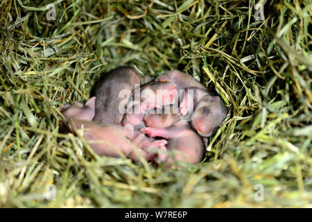 Nouveau-né hamster commun (Cricetus cricetus) les bébés, âgés de 5 jours, Alsace, France, juin 2013, captive Banque D'Images