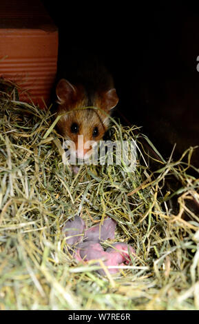 À ventre noir femelle grand hamster (Cricetus cricetus) avec ses nouveau-nés, âgés de 2 jours, Alsace, France, juin 2013. En captivité. Banque D'Images