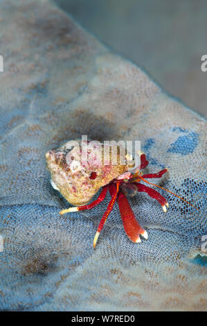 / Bernard-l'ermite bague en or (Pagurus hemphilli) grimpe sur une feuille de varech, couvert en seamatts coloniale. Browning Pass, Port Hardy, l'île de Vancouver, Colombie-Britannique, Canada. Au nord-est de l'océan Pacifique. Banque D'Images