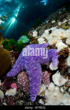 Une paire d'étoiles de mer pourpre (Pisaster ochraceus) grimper sur les anémones de mer dans une eau peu profonde, sous les arbres à Browning Pass, Port Hardy, l'île de Vancouver, Colombie-Britannique. Le Canada. Au nord-est de l'océan Pacifique. Banque D'Images