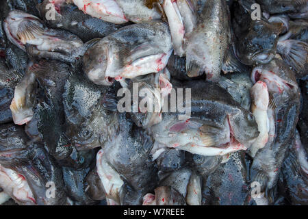 Femme Lumpsuckers (Cyclopterus lumpus), déjà dépouillés de leurs précieux œufs, qui est parfois connu sous le nom de caviar danois, conservés dans la glace à une usine de transformation du poisson. Husavik (Islande). Banque D'Images