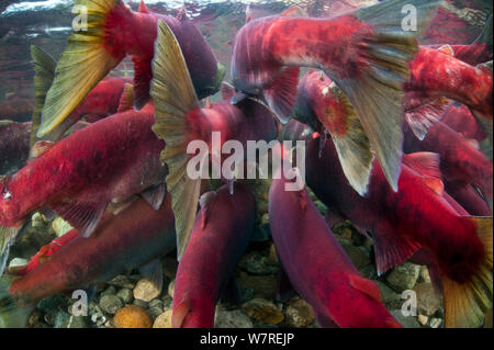 Vue arrière d'un groupe de saumon rouge (Oncorhynchus nerka) lutte contre la rivière lors de leur migration vers la rivière de leur naissance pour frayer. Adams River, Colombie-Britannique, Canada, octobre. Banque D'Images