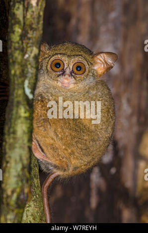 (Tarsius tarsier est trasier) dans un arbre au crépuscule. Le Parc National de Tangkoko, Bitung, nord de Sulawesi, en Indonésie. Banque D'Images