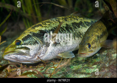 Paire d'achigan à grande bouche (Micropterus salmoides) le frai. La femelle (le petit poisson) vient de publier ses oeufs, qui sont visibles sur la rivière, tandis que le mâle (le plus gros poissons) s'est tourné sur le côté pour les fertiliser. La rivière Arc-en-ciel, Floride, États-Unis d'Amérique. Banque D'Images