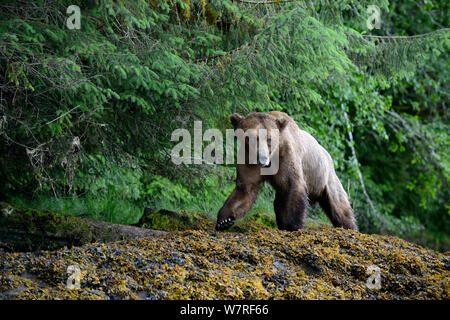 L'ours grizzli mâle marcher le long des berges de l'entrée d'Khutzeymateen (Ursus arctos horribilis) Khutzeymateen Grizzly Bear Sanctuary, British Columbia, Canada, juin. Banque D'Images