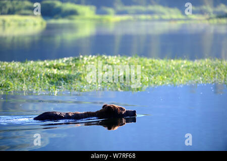 Homme Grizzli (Ursus arctos horribilis) natation et du franchissement de l'estuaire à marée haute Khutzeymateen Grizzly Bear Sanctuary, British Columbia, Canada, juin. Banque D'Images