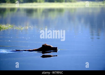 L'ours grizzli mâle la natation et traverser l'estuaire à marée haute (Ursus arctos horribilis) Khutzeymateen Grizzly Bear Sanctuary, British Columbia, Canada, juin. Banque D'Images