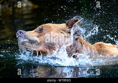 Ours grizzli (Ursus arctos horribilis) secouer l'eau, Khutzeymateen Grizzly Bear Sanctuary, British Columbia, Canada, juin. Banque D'Images