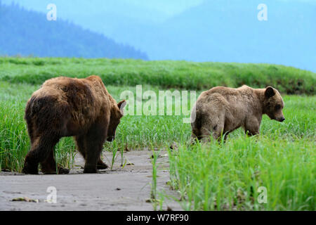 Les hommes et les femmes de cour de l'ours grizzli (Ursus arctos horribilis) Khutzeymateen Grizzly Bear Sanctuary, British Columbia, Canada, juin. Banque D'Images