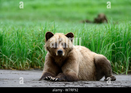 Jeune femelle grizzli (Ursus arctos horribilis) reposant sur la banque d'admission à marée basse, Khutzeymateen Grizzly Bear Sanctuary, British Columbia, Canada, juin. Banque D'Images