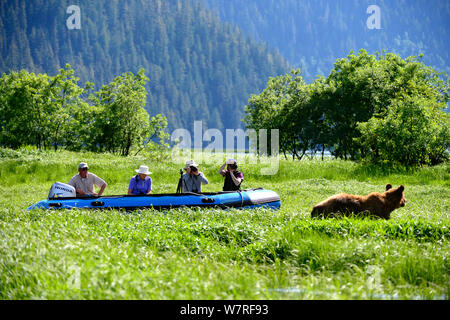 Les touristes à regarder et photographier d'ours grizzli (Ursus arctos horribilis) à partir d'un zodiac, Khutzeymateen Grizzly Bear Sanctuary, British Columbia, Canada, juin. Banque D'Images