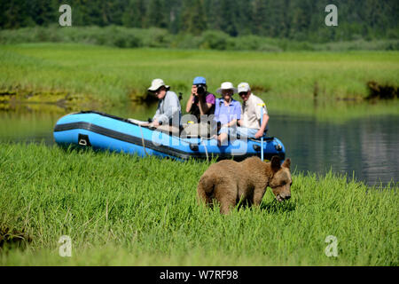 Les touristes à regarder et photographier d'ours grizzli (Ursus arctos horribilis) à partir d'un zodiac, Khutzeymateen Grizzly Bear Sanctuary, British Columbia, Canada, juin 2013. Banque D'Images
