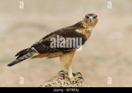 Aigle (Aquila rapax) Kgalagadi Transfrontier Park, Afrique du Sud. Janvier Banque D'Images