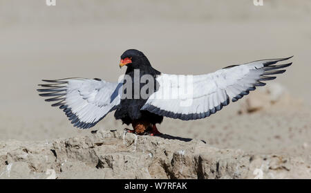 Aigle Bateleur (Terathopius ecaudatus) féminin, ensoleillement Kgalagadi Transfrontier Park, Afrique du Sud. Janvier Banque D'Images