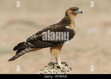 Aigle (Aquila rapax) Kgalagadi Transfrontier Park, Afrique du Sud. Janvier Banque D'Images