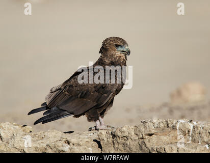 Aigle Bateleur (Terathopius ecaudatus) immature, Kgalagadi Transfrontier Park, Afrique du Sud. Janvier Banque D'Images