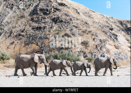 L'éléphant africain (Loxodonta africana) groupe en procession, Désert, Namibie Kaokoveld Banque D'Images