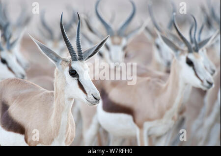 Le Springbok (Antidorcas marsupialis) troupeau, Kgalagadi Transfrontier Park, Afrique du Sud Banque D'Images