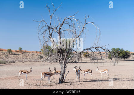 Le Springbok (Antidorcas marsupialis) cherchent de l'ombre sous les arbres, Kgalagadi Transfrontier Park, Afrique du Sud Banque D'Images