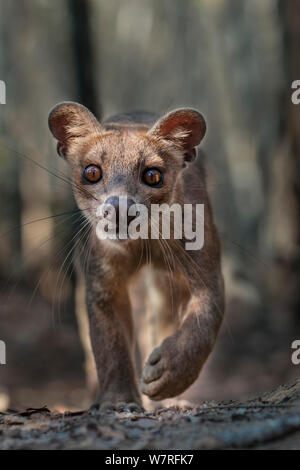 Femelle adulte Fosa (Crytoprocta ferox) traque ses proies sur sol des forêts de feuillus. Forêt de Kirindy, dans l'ouest de Madagascar. Novembre 2010 Banque D'Images