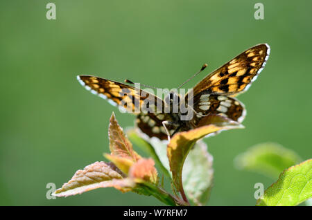 Duc de Bourgogne fritillary (Hamearis lucina) papillon mâle au repos, Dorset, Angleterre, juin. Banque D'Images