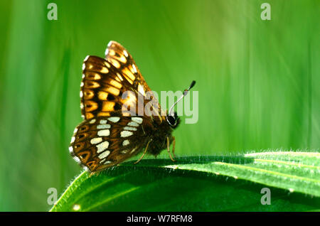 Duc de Bourgogne fritillary (Hamearis lucina) mâle papillon sur feuille, Dorset, UK, mai. Banque D'Images