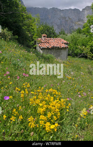 Fleur alpine meadow avec des oiseaux Lotier corniculé (Lotus corniculatus), géranium sanguin (Geranium sanguineum) et Alpine Eryngo (Eryngium alpinum) Picos de Europa, le nord de l'Espagne. De juin. Banque D'Images