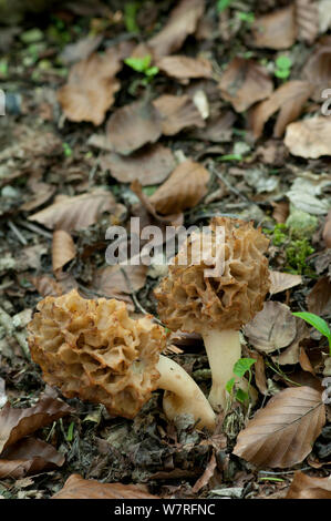 Morchella esculenta Morell (commune) sur craie dans les bois. Surrey, mai. Banque D'Images