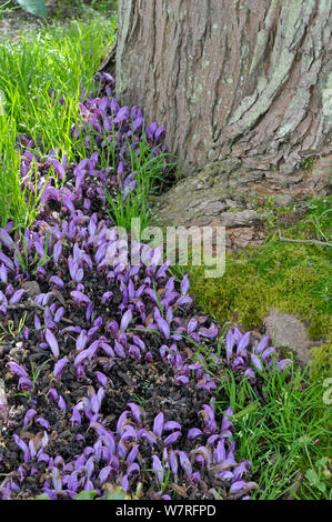 Toothwort pourpre (Lathraea clandestina) dans jardin botanique, Surrey, Angleterre. Mai. Banque D'Images