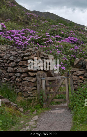 Rhododendron (Rhododendron x. superponticum) poussant sur des pentes de montagne. Le Parc National de Snowdonia, le Nord du Pays de Galles Pays de Galles Banque D'Images