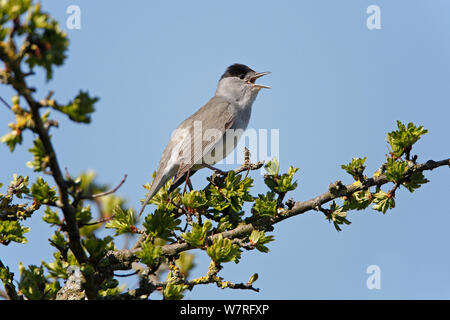 Blackcap (Sylvia atricapilla) mâle chantant perché en haut de l'Hawthorn Bush sur les terres agricoles, Cheshire, Royaume-Uni, avril. Banque D'Images