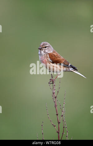 (Linnet Carduelis cannabina) mâle perché dans le champ, Wirral, Merseyside, Royaume-Uni, mai. Banque D'Images