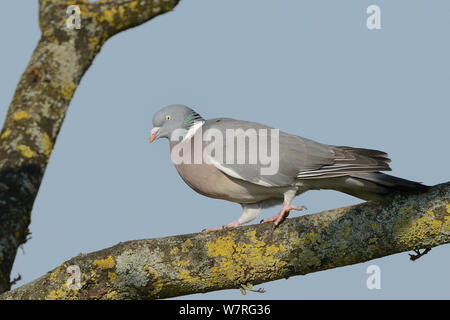 Pigeon ramier (Columba palumbus) marcher le long lichen-incrustés, branche d'arbre, Gloucestershire, Royaume-Uni, avril. Banque D'Images