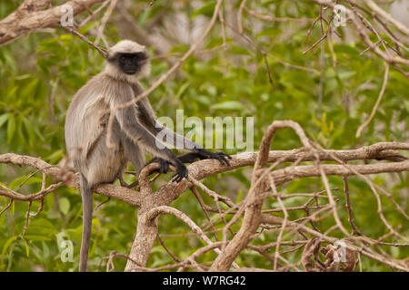 Les putois d'Entelle Gris (Semnopithecus albifrons) Dandeli, Karnataka, Western Ghats, Site du patrimoine mondial de l'Inde. Les espèces vulnérables. Banque D'Images