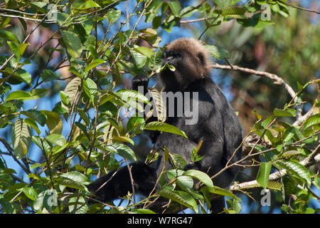 Trachypithecus johnii Nilgiri Langur (alimentation), montagnes Nilgiris, Tamil Nadu, Western Ghats, Site du patrimoine mondial de l'Inde. Les espèces vulnérables. Banque D'Images