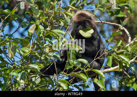 Trachypithecus johnii Nilgiri Langur (alimentation), montagnes Nilgiris, Tamil Nadu, Western Ghats, Site du patrimoine mondial de l'Inde. Les espèces vulnérables. Banque D'Images