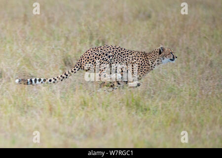 Le Guépard (Acinonyx jubatus) chassant la gazelle, Masai Mara, Kenya, Afrique Banque D'Images