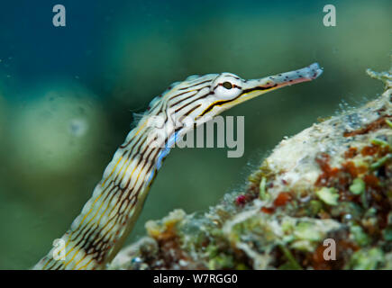 Les syngnathes (Corythoichthys Messmate sp.), l'île de Pandanon, banc Danajon, Central Visayas, Philippines, Avril Banque D'Images